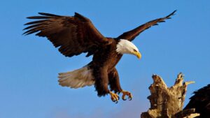Portada del episodio EL ÁGUILA COMO EJEMPLO