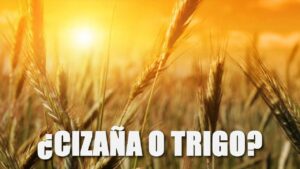 Portada del episodio ¿CIZAÑA O TRIGO?