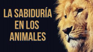 Portada del episodio SABIDURÍA EN LOS ANIMALES
